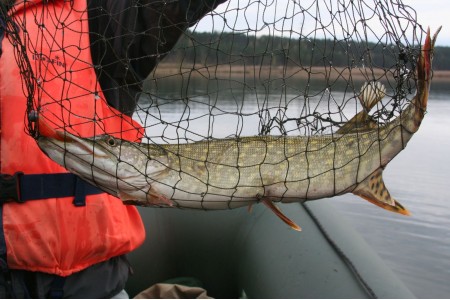 Lydekų žvejybos taisyklės 2023