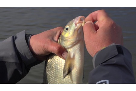 Pavasarinė žvejyba nemune